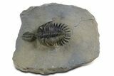 Short Trident Walliserops Trilobite - Timrzit, Morocco #350524-2